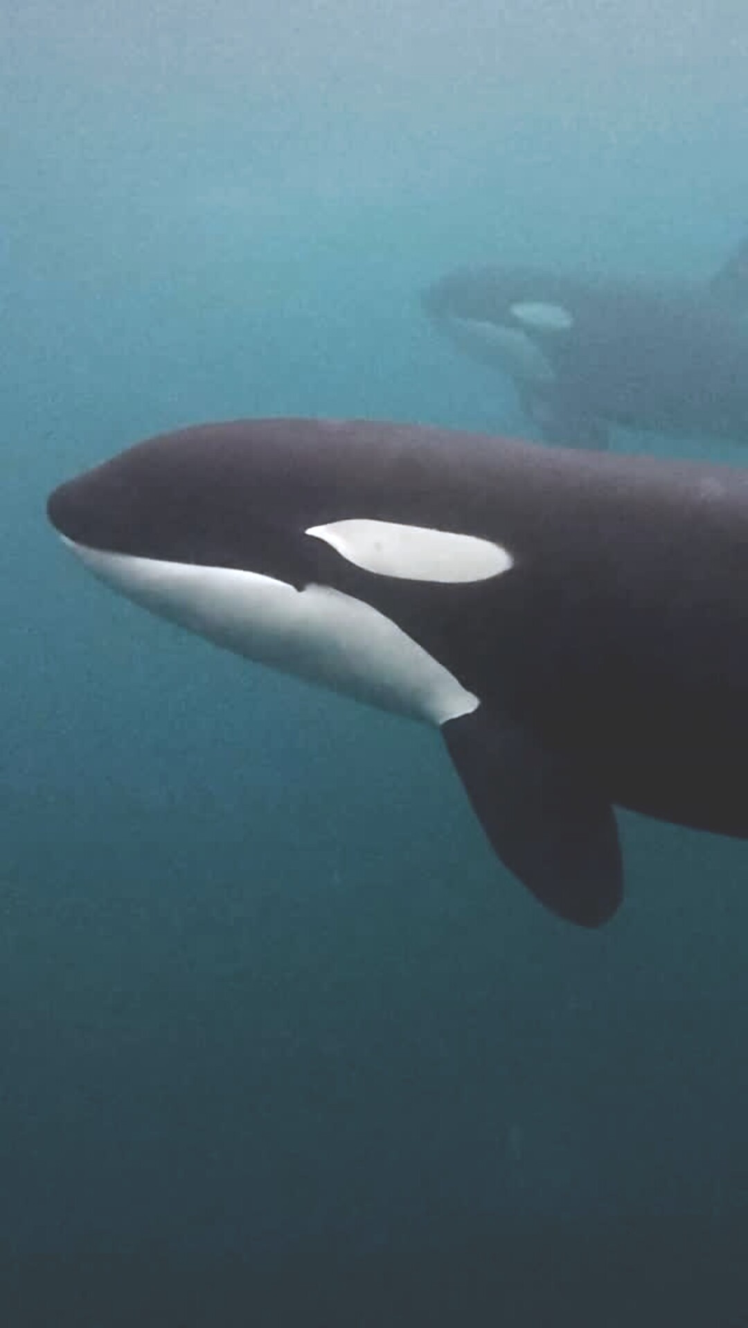 An orca gliding through cool blue water